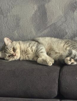 reinrassige BKH sucht ab sofort nicht kastriert - Gelsenkirchen