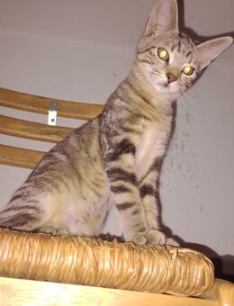 Bengal Mix Kitten ab zu geben.. - Duisburg