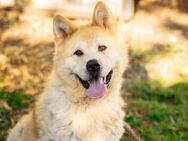 Hachiko sucht deine wahre Freundschaft - München