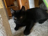 4 kleine Kitten suchen noch ein liebevolles zu Hause - Wittendörp
