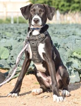 Trufo sein Traum ist eine eigene Familie - Laatzen