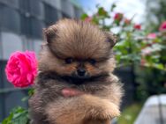 Mini Pomeranian Welpe / Type Boo - Dortmund