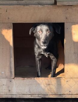 Theo sucht ein zu Hause - Fließem