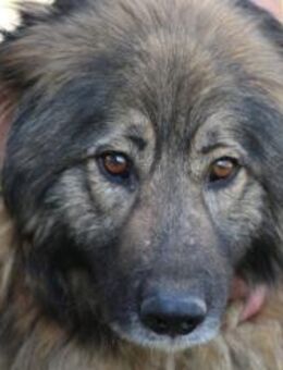 Wayra - zutrauliche Wuschelhündin - Lohra