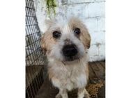 Samy - Pflegestelle oder Zuhause gesucht - Oberwies