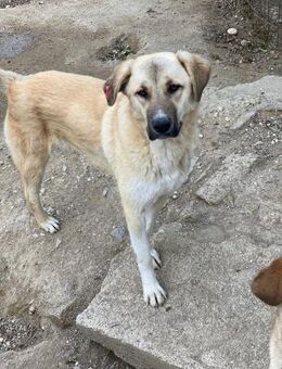 Feride - Sanfte Schönheit auf 3 Beinen - Beckingen