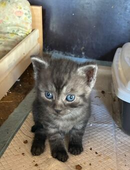 Liebe Kitten in gute Hände abzugeben - Kleine süße Katzen - Großengottern