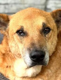 COUGAR-sanfter Senior Rüde, 49 cm - Rösrath