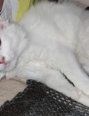 Maine-coon Mix in 41334