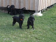 Labradoodle Welpen - Blumberg