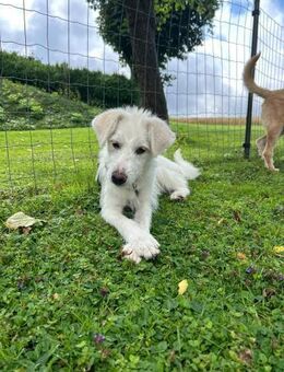 Jungspund Emma wartet auf ihre Familie!❤ - Mannheim