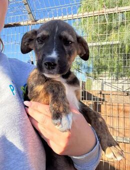 Nelly - Lorsch (Karolingerstadt)