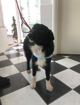 Ruhiger Beobachter Blue - Ellerbek