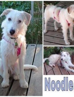 NOODLE * cleveres liebes Mädchen - Duisburg