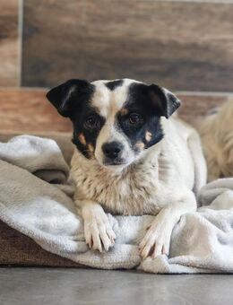 💕Buffy💕sucht ihre Menschen💕🐾 - Freilassing