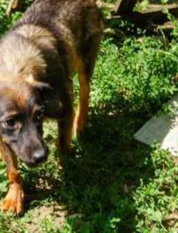 Wella sucht Sofaplatz - Schwabach