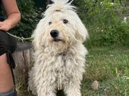 Lazar ist auf der Suche nach Liebe - Heinsberg