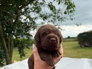 Labrador Welpen - Gardelegen (Hansestadt) Miesterhorst
