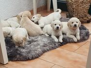 Golden Retriever Welpen - Beratzhausen