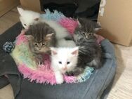 4 hübsche gesunde Reinrassige Maine Coon Kitten suchen ein liebevolles zuhause ohne Papiere - Nordheim