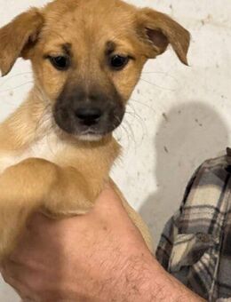 Wer schenkt Peppermint Patty sein Herz? - München