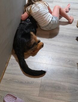 Wunderschöner Deutscher Schäferhund. Liebevoll und verspielt - Hamburg Bergedorf