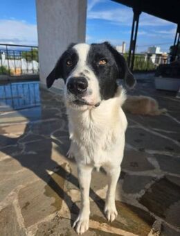 Ramona sucht ihr zu Hause - Krefeld