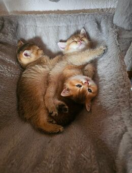 Bkh Kitten Reinrassig - Löffingen