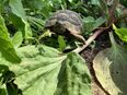 Landschildkröten Nachzuchten in 48159