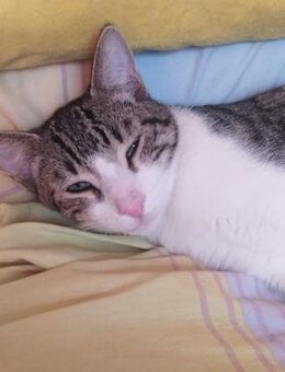 Zurückhaltender Saw in Heusweiler (ALM) - Geisenheim