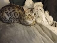 Begal silver tabby sucht Zuhause - Wuppertal