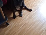 Old English Bulldogg - Krefeld