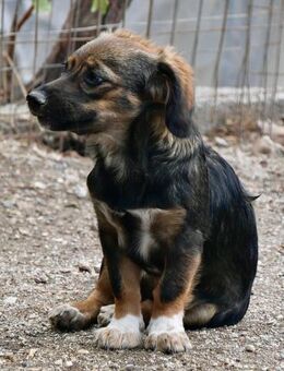 Mirka freundlich und zurückhaltend - Haan