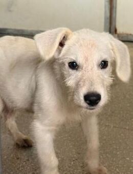 Polare im städtischen Canile - Bad Vilbel