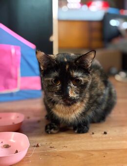 Katze, ca 2 Jahre, vorzugsweise allein Haltung - Beelitz Zentrum