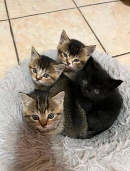 Kitten / Babykatzen BHK-Mix - Hasloh