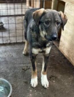 Sensibler Felio sucht geduldige Menschen - München