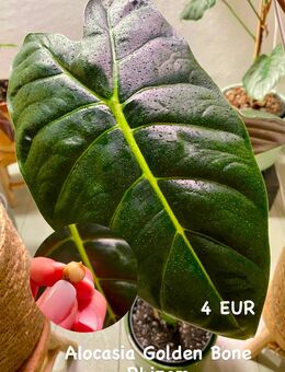 Alocasia Golden Bone Rhizom - Berlin
