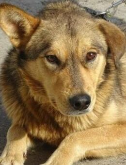 FIDO träumt vom eigenen Zuhause - Gefrees