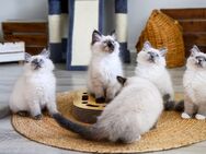 Heilige Birma Kitten. Abgabebereit! - Dortmund Oespel