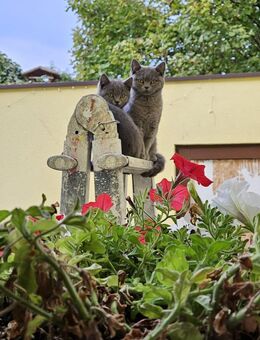 BKH Kitten suchen neues Liebevolles Zuhause😻 - Krefeld