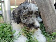 Aussiedoodle Hündin medium Auszugsbereit - Neumarkt-Sankt Veit