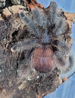 Avicularia velutina 0.1 adult ,weibchen - Lübtheen Zentrum