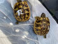 Griechische Landschildkröten suchen ein neues Zuhause! - Oberhausen