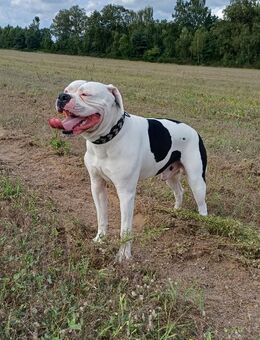 Deckrüde American Bulldog - Parchim