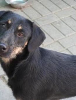 Velcro, netter Hund sucht neues Zuhause - Unterföhring
