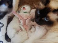 Siam- heilige Birma Kitten - Nastätten