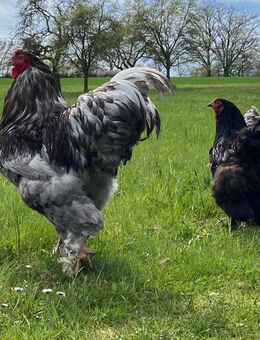 Eier Brahma - Roding