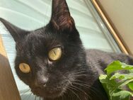 Schweren Herzens Katzen abzugeben - Eberswalde