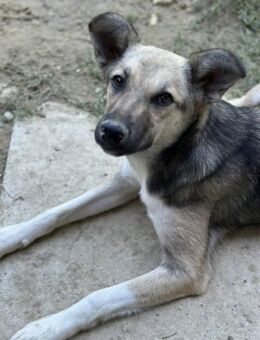 Unerschrockene Schnüffelschnute - Gettorf